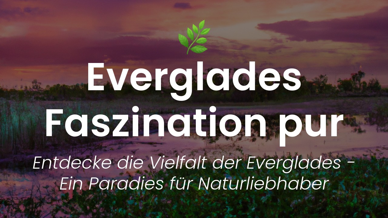 Everglades Nationalpark-featured-image